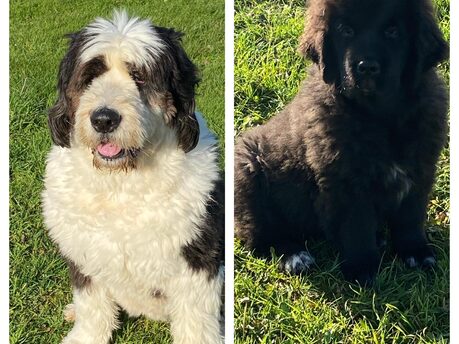 Contact Darcy & Dora