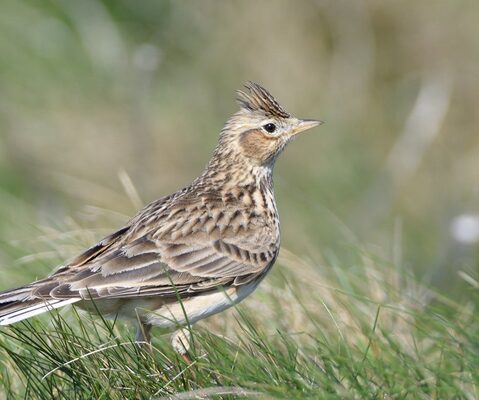 Threatened birds flocking to Trust’s nature-friendly farms