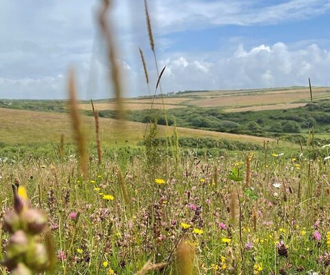 National Trust Cymru bags Southwood Estate funding