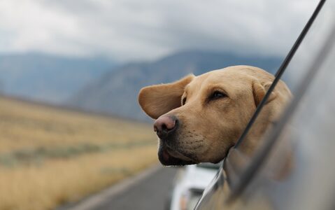 Avalon's Top 5 Dog-Friendly Cars